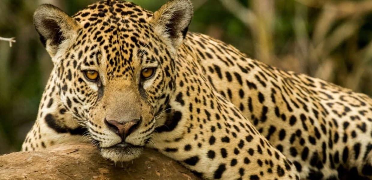 Imagen de portada para Nueva alianza internacional para conservar al yaguareté en la selva misionera