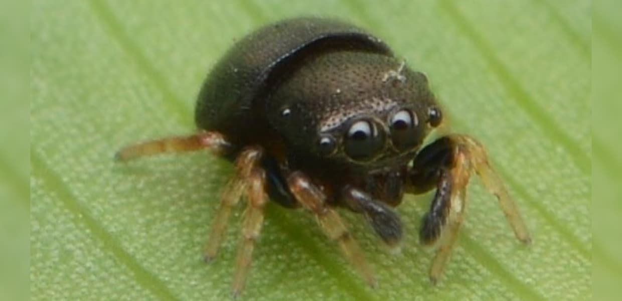 Imagen de portada para Hallan en Misiones una nueva especie de araña y la nombran en honor a una defensora de la selva