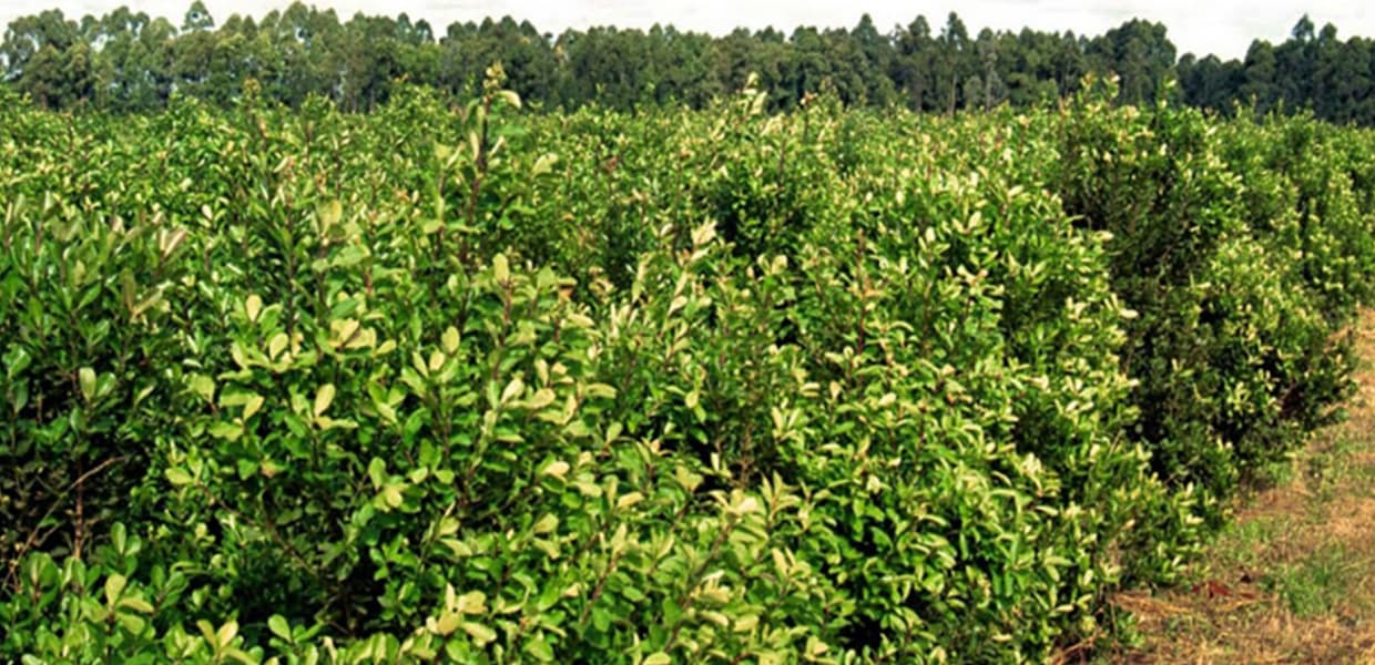 Imagen de portada para Productores yerbateros convocan a una reunión urgente en San Pedro por la crisis del sector