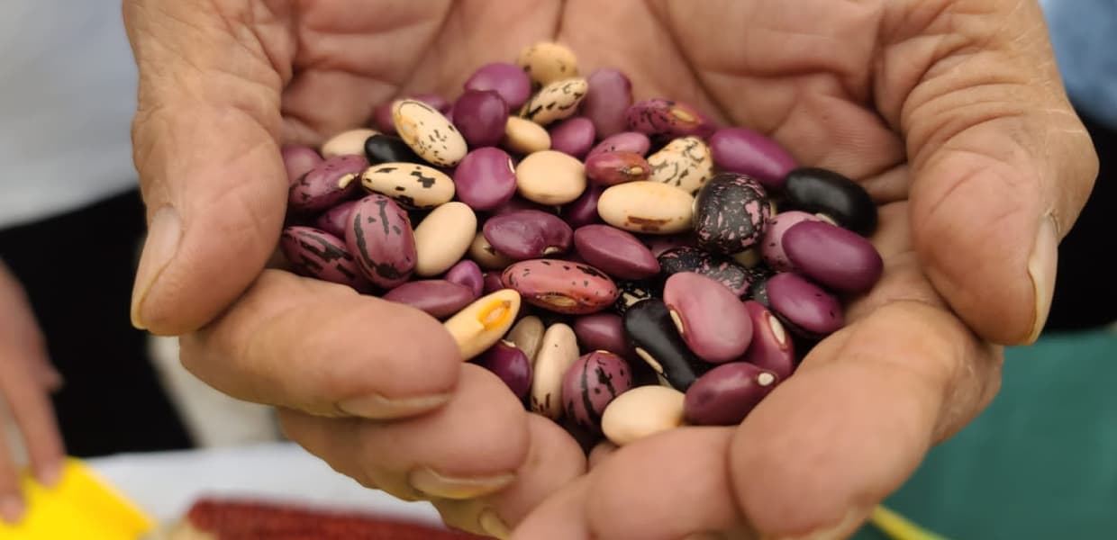 Imagen de portada para Misiones en modo feria: comenzó el calendario 2025 de intercambio de semillas