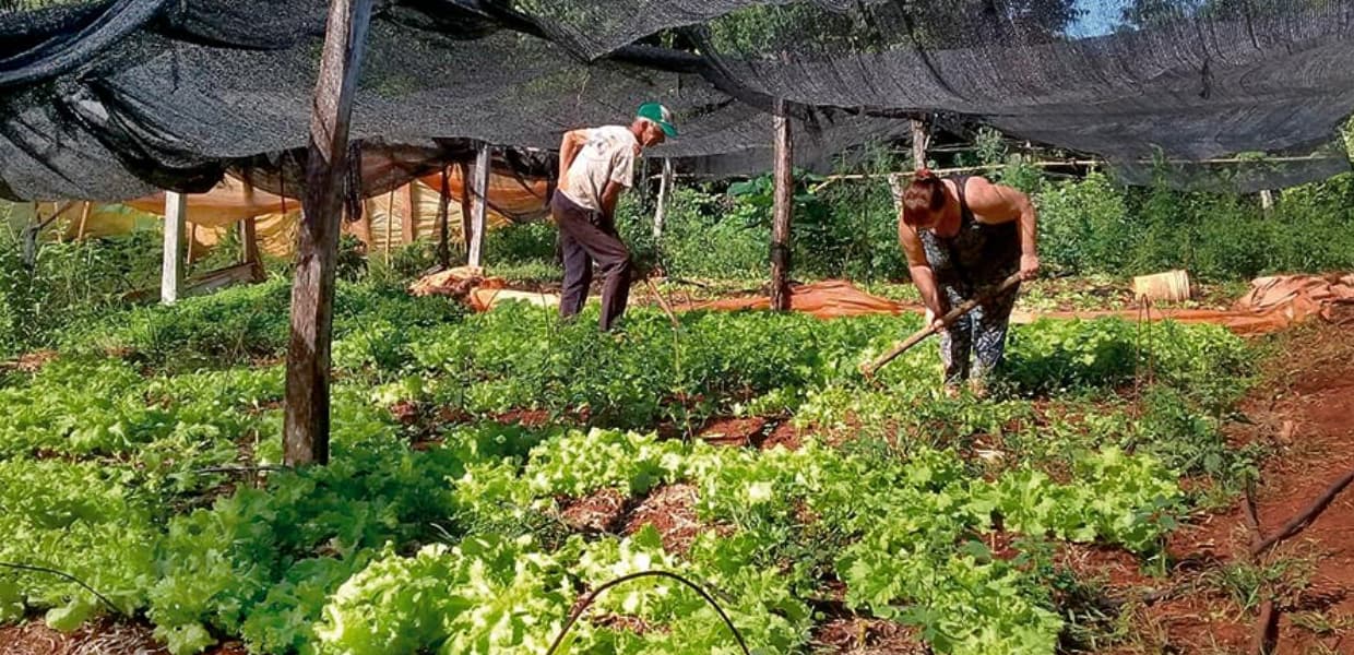 Imagen de portada para Más de $64 millones en ventas para productores de la agricultura familiar misionera