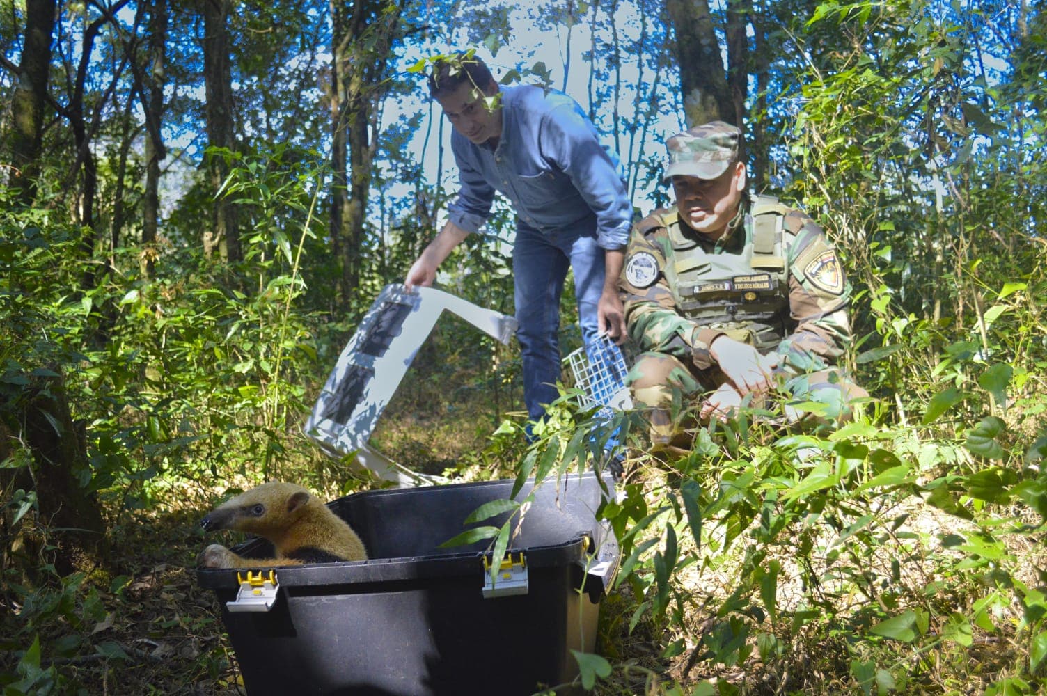 El operativo de rescate se realizó de forma coordinada para asegurar el bienestar del animal.