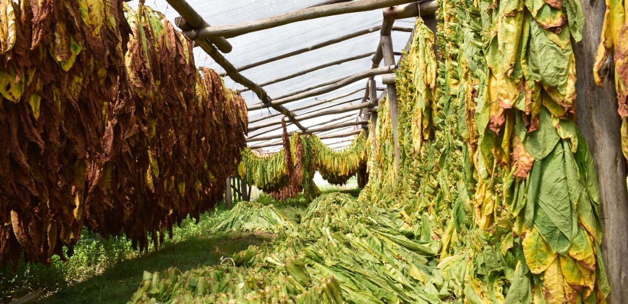 Imagen de portada para Productores tabacaleros de Misiones cobrarán más de $1.400 millones desde el martes