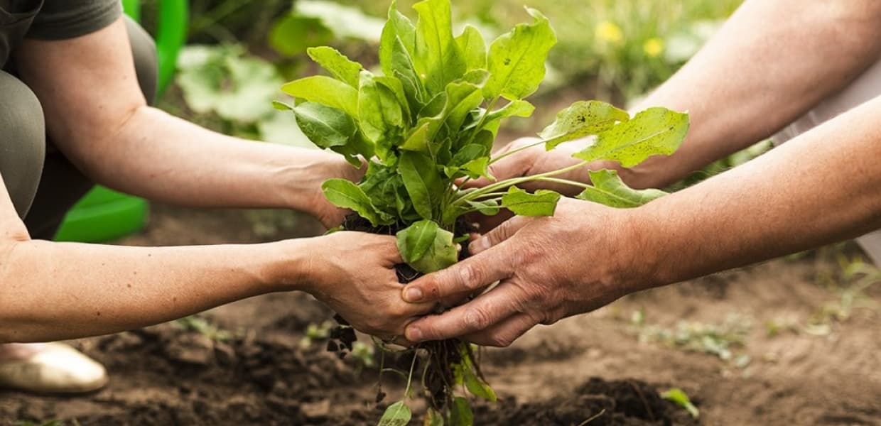 Imagen de portada para Regenerar la tierra para cuidar el futuro: la revolución agroecológica en Misiones