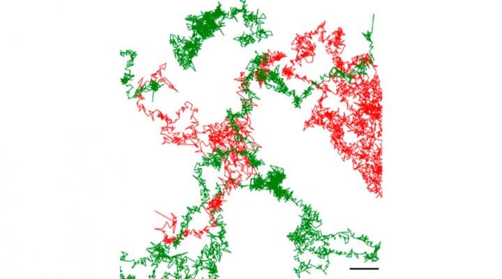 Imágenes de IA con el microscopio de superresolución. Foto: gentileza investigador