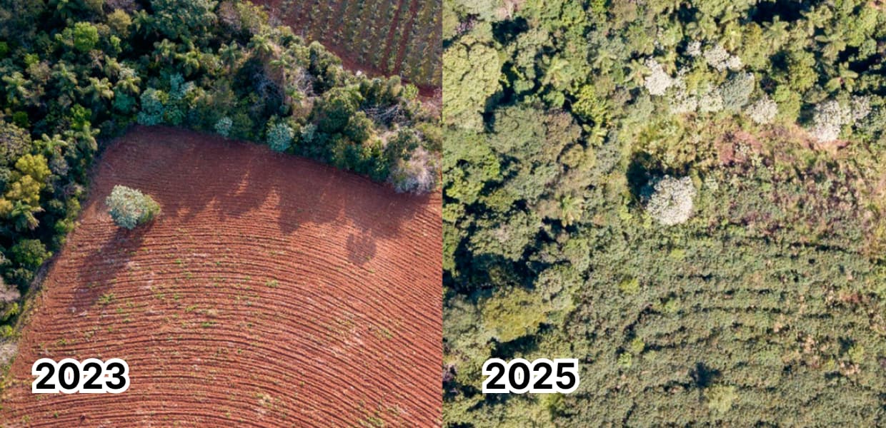 Imagen de portada para Más de 200.000 árboles nativos plantados en 16 años de restauración de la selva misionera