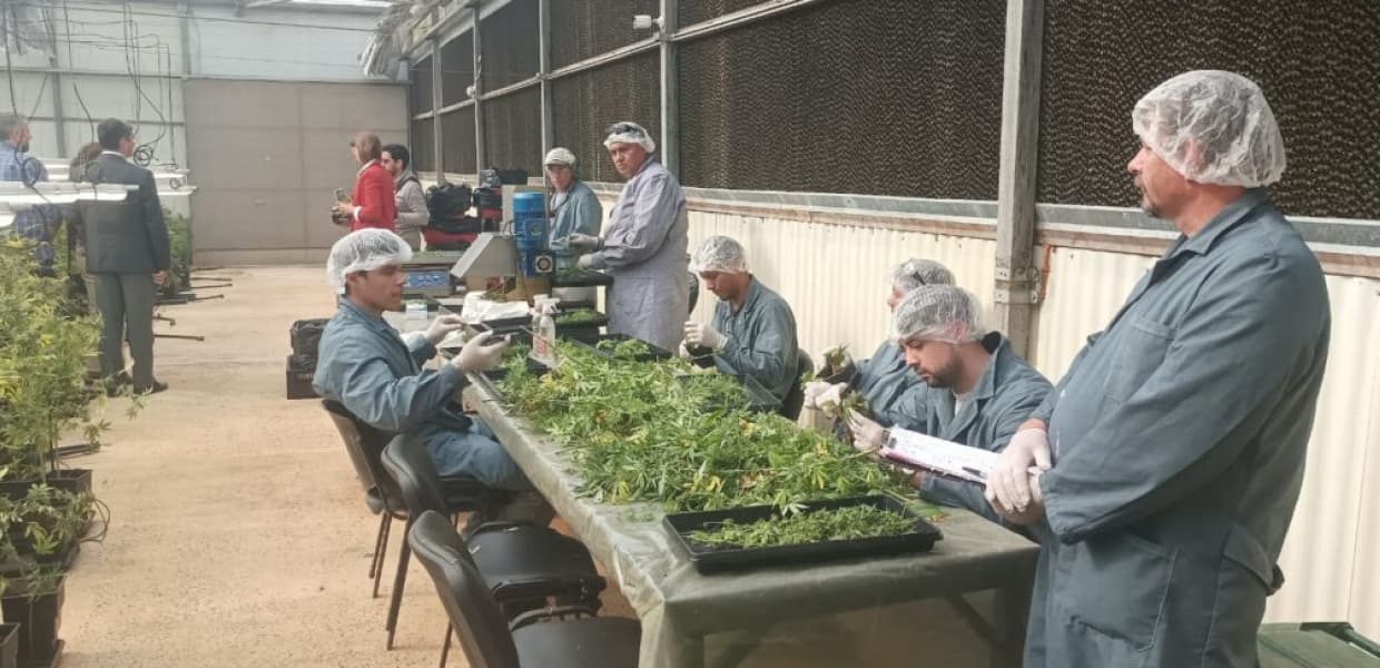 Imagen de portada para Biofábrica Misiones: Cosecha récord y expansión del cannabis medicinal para 2025